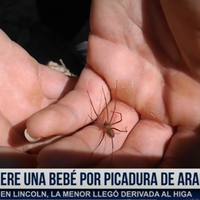 MURIÓ UNA BEBA POR UNA PICADURA DE ARAÑA