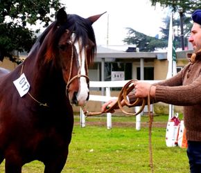 Comienza la Expo Junín con una agenda ganadera y el ingreso de reproductores