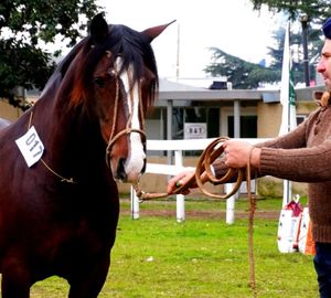 Comienza la Expo Junín con una agenda ganadera y el ingreso de reproductores