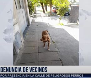 Perro suelto