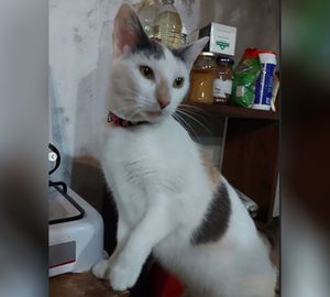 Adopción responsable y con compromiso: los desafíos de elegir a un gato adulto
