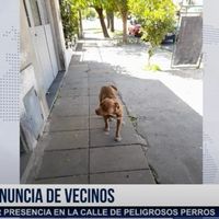 Perro suelto
