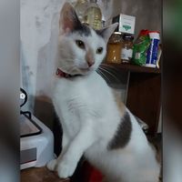 Adopción responsable y con compromiso: los desafíos de elegir a un gato adulto