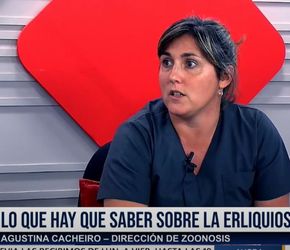 Qué es, cómo detectarla y prevenir la erliquiosis canina