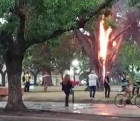 Increíble: un rayo incendió un árbol en Lincoln