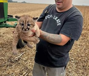 Hallaron un felino durante una cosecha en un campo