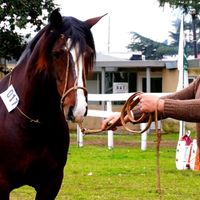 Comienza la Expo Junín con una agenda ganadera y el ingreso de reproductores