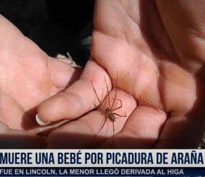 MURIÓ UNA BEBA POR UNA PICADURA DE ARAÑA