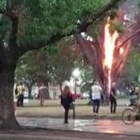 Increíble: un rayo incendió un árbol en Lincoln